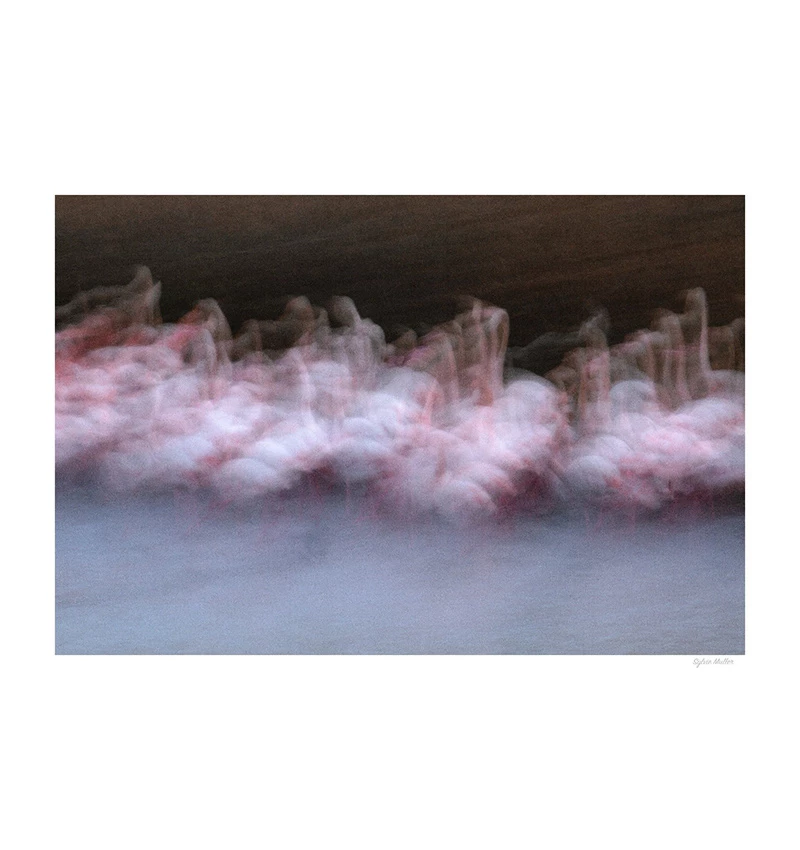 Art graphique - Papier fine art collé sur Dibond (Ballet Rose)