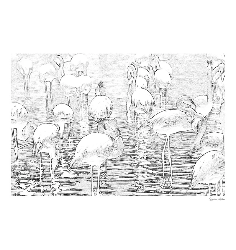 Art graphique - Papier fine art collé sur Dibond (Flamants roses)